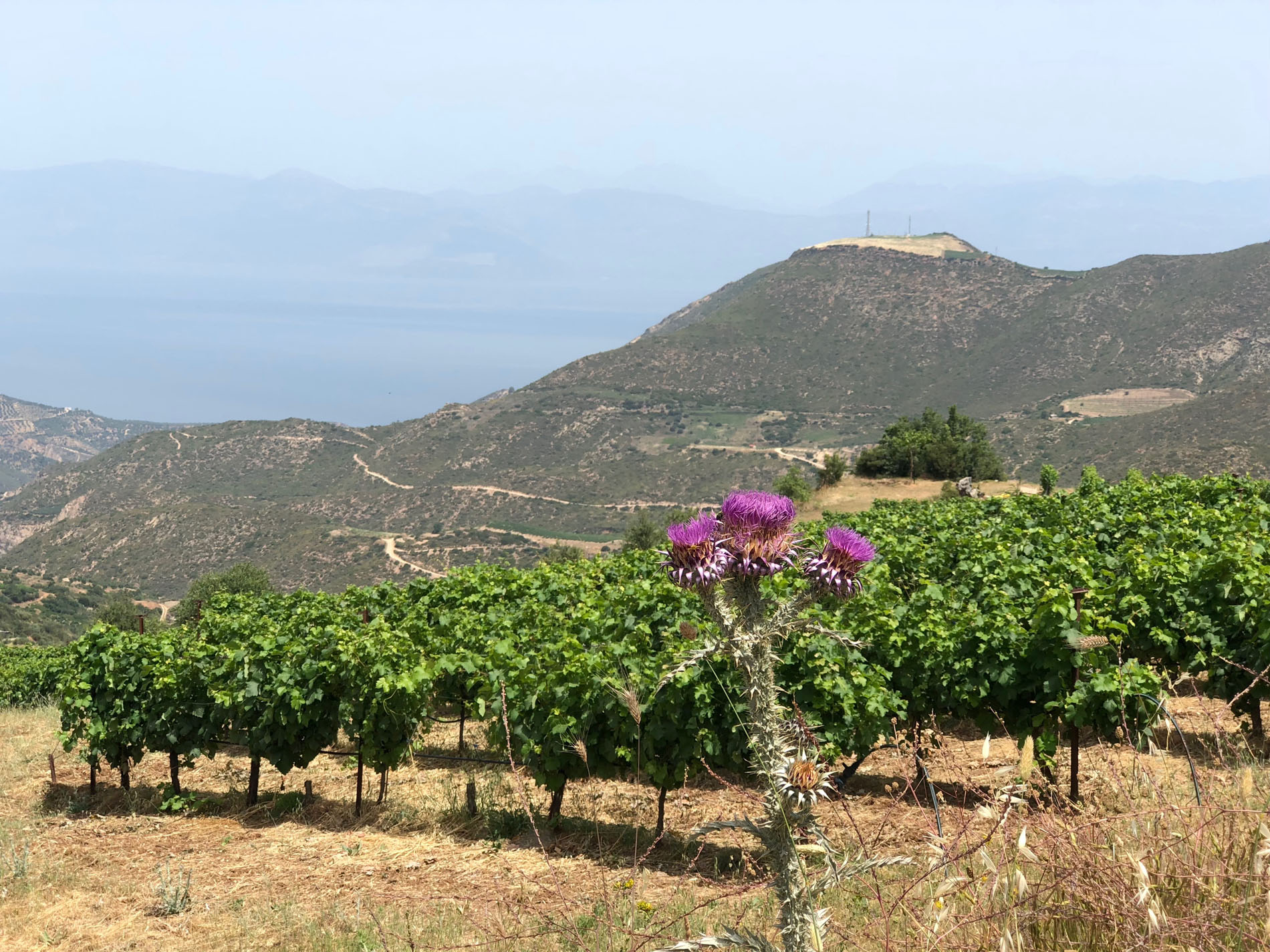 Wines Mavrodaphne - Greece Patras of of