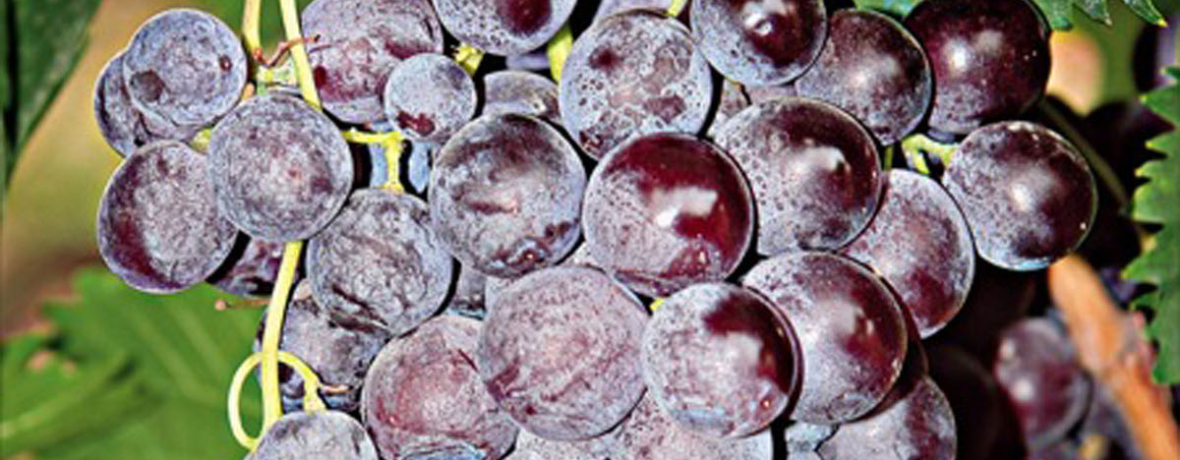 Muscat de Hambourg Wines of Greece